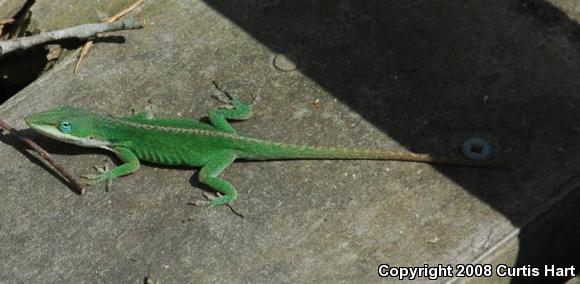 Northern Green Anole (Anolis carolinensis carolinensis)