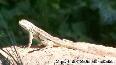 Great Basin Fence Lizard (Sceloporus occidentalis longipes)