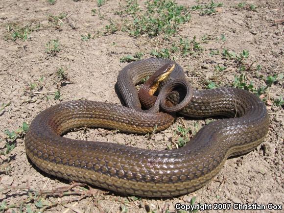 Graham's Crayfish Snake (Regina grahamii)