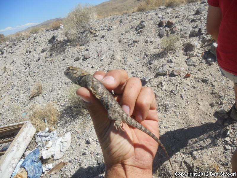 Barred Spiny Lizard (Sceloporus magister transversus)