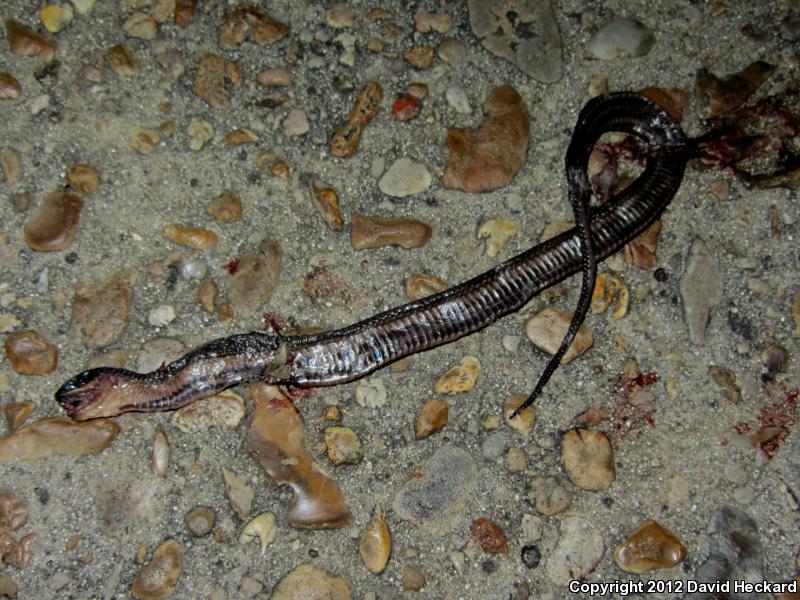 Gulf Crayfish Snake (Regina rigida sinicola)