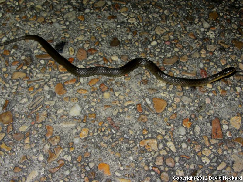 Gulf Crayfish Snake (Regina rigida sinicola)