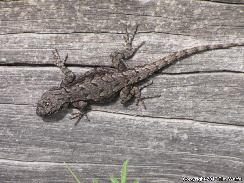 Lemos-Espinal's Spiny Lizard (Sceloporus lemosespinali)