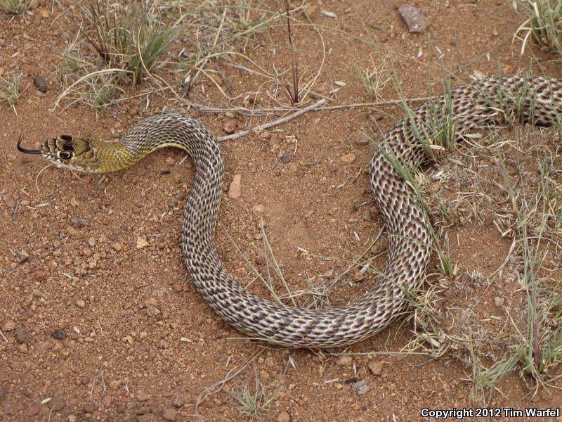 Lined Coachwhip (Coluber flagellum lineatulus)