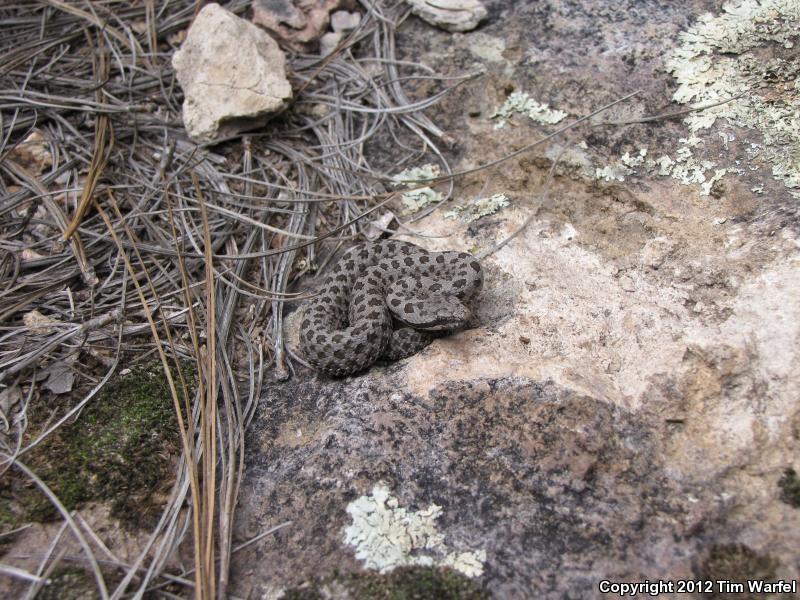 Western Twin-spotted Rattlesnake (Crotalus pricei pricei)