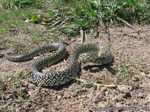 Speckled Kingsnake (Lampropeltis getula holbrooki)