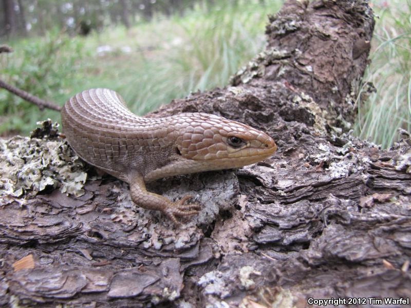 Chihuahuan Alligator Lizard (Barisia levicollis)