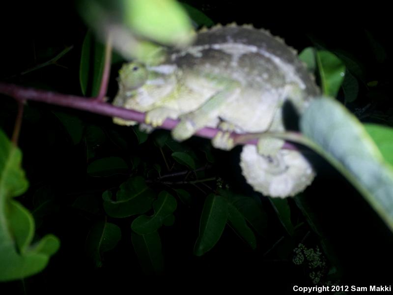 Jackson's Chameleon (Chamaeleo jacksonii)