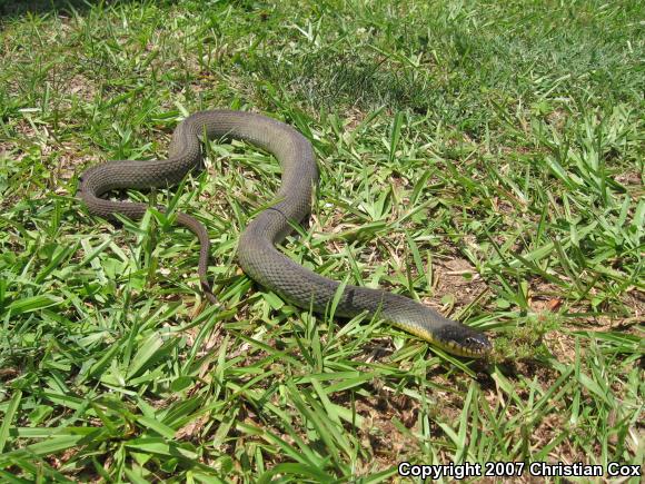 Yellow-bellied Watersnake (Nerodia erythrogaster flavigaster)