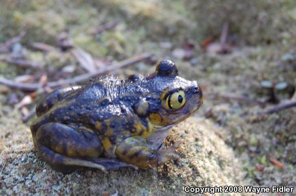 Eastern Spadefoot (Scaphiopus holbrookii)