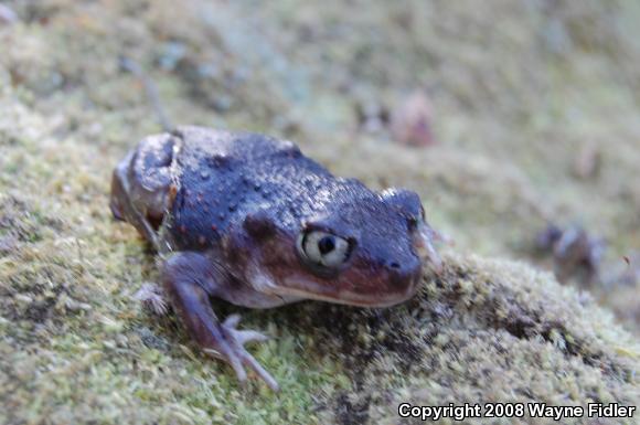 Eastern Spadefoot (Scaphiopus holbrookii)