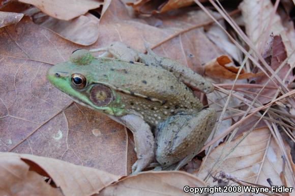 Bronze Frog (Lithobates clamitans clamitans)