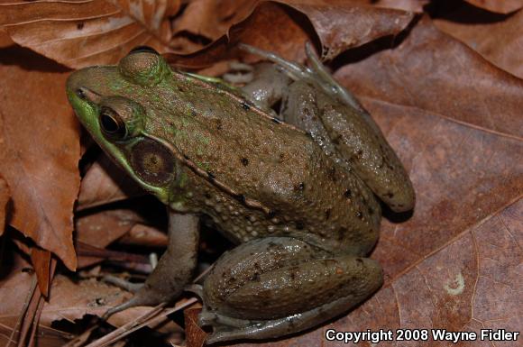 Bronze Frog (Lithobates clamitans clamitans)