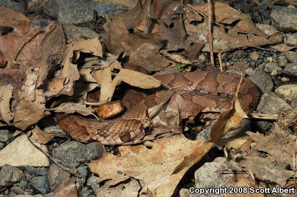 Northern  Copperhead (Agkistrodon contortrix mokasen)