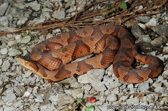 Northern  Copperhead (Agkistrodon contortrix mokasen)