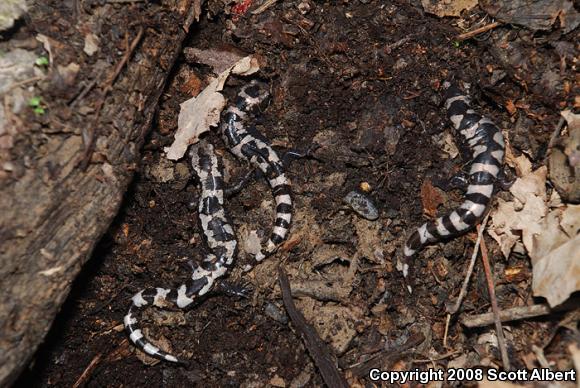 Marbled Salamander (Ambystoma opacum)