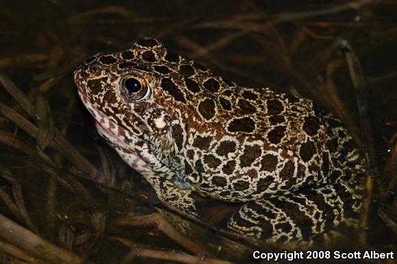 Northern Crawfish Frog (Lithobates areolatus circulosus)