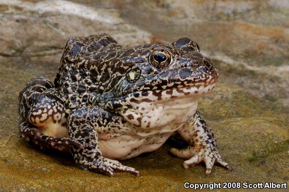 Northern Crawfish Frog (Lithobates areolatus circulosus)