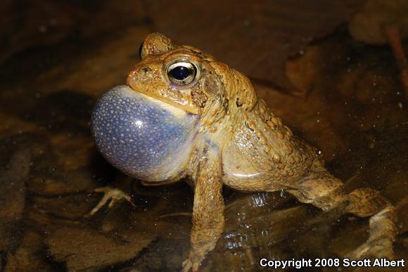 Dwarf American Toad (Anaxyrus americanus charlesmithi)