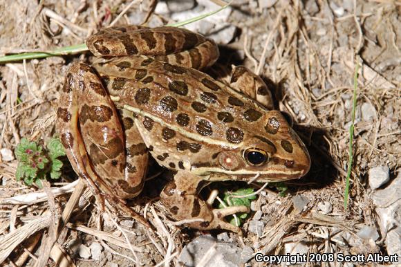 Plains Leopard Frog (Lithobates blairi)