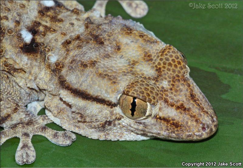 Ringed Wall Gecko (Tarentola annularis)