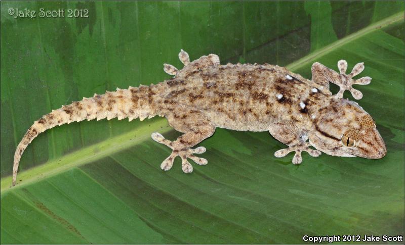Ringed Wall Gecko (Tarentola annularis)