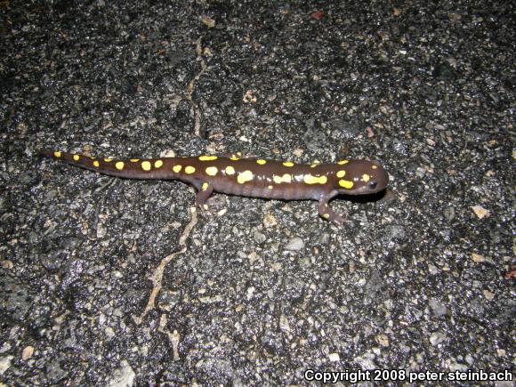 Spotted Salamander (Ambystoma maculatum)