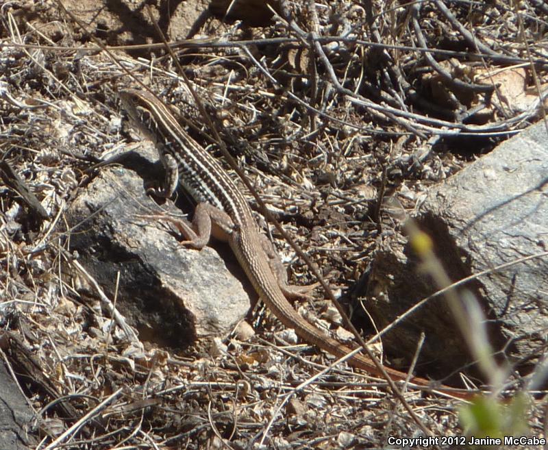 Giant Spotted Whiptail (Aspidoscelis burti stictogramma)