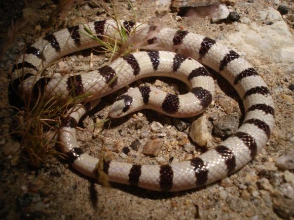 Colorado Desert Shovel-nosed Snake (Chionactis occipitalis annulata)