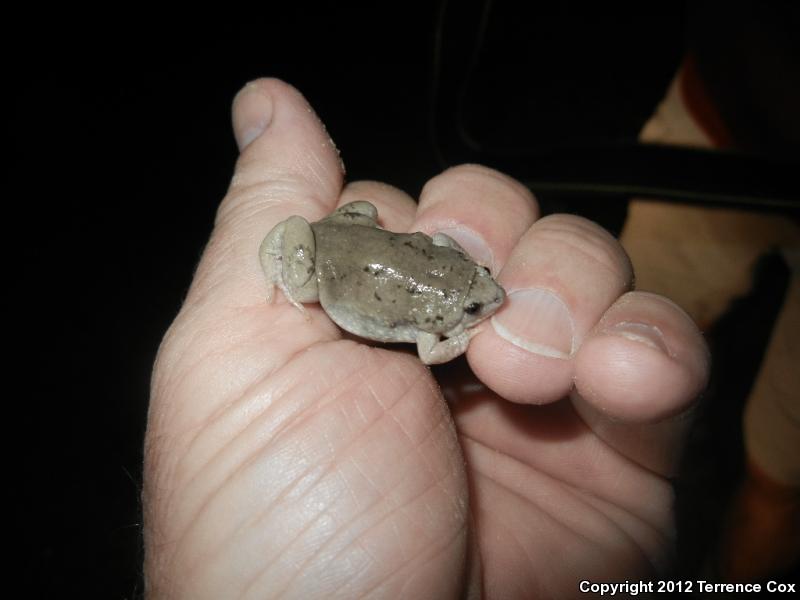 Mazatlan Narrow-mouthed Toad (Gastrophryne olivacea mazatlanensis)