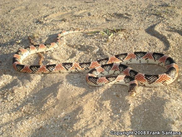 Western Long-nosed Snake (Rhinocheilus lecontei)