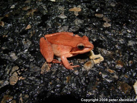 Wood Frog (Lithobates sylvaticus)