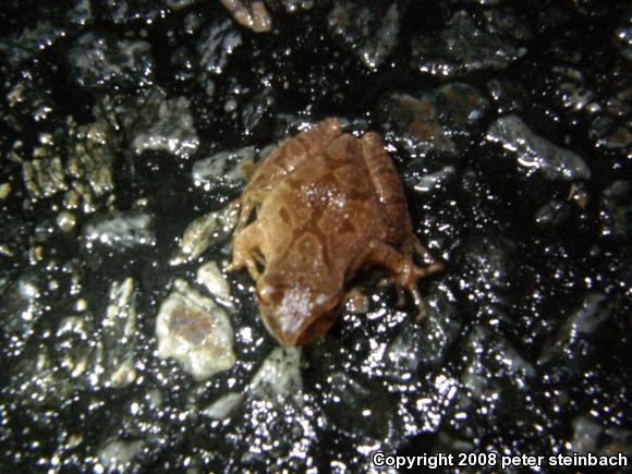 Northern Spring Peeper (Pseudacris crucifer crucifer)