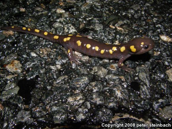 Spotted Salamander (Ambystoma maculatum)