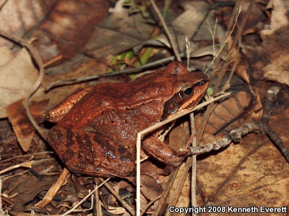 Wood Frog (Lithobates sylvaticus)