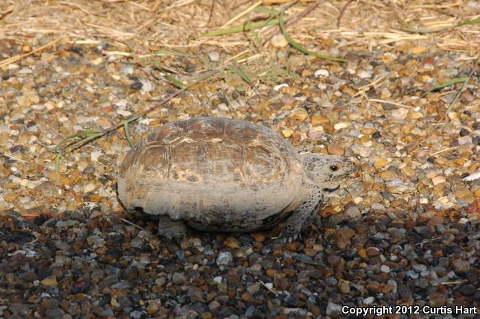 Texas Tortoise (Gopherus berlandieri)