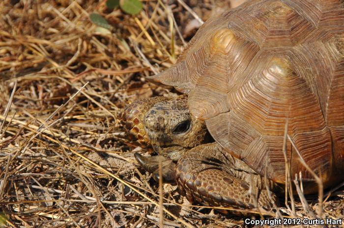 Texas Tortoise (Gopherus berlandieri)