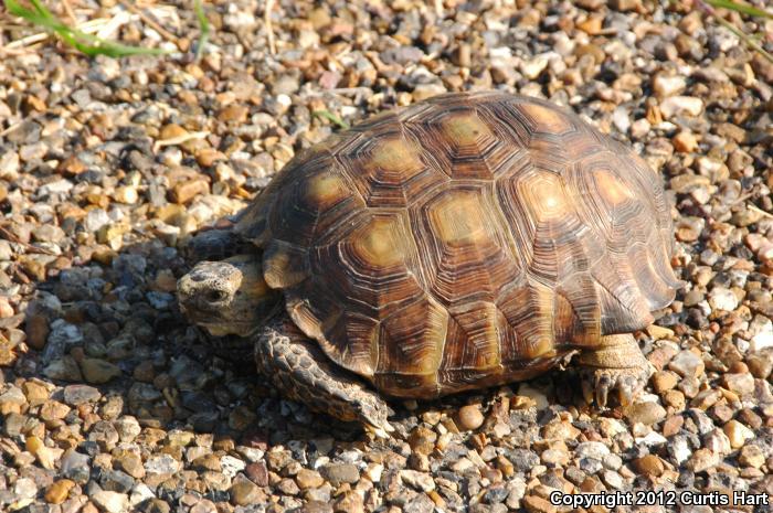 Texas Tortoise (Gopherus berlandieri)