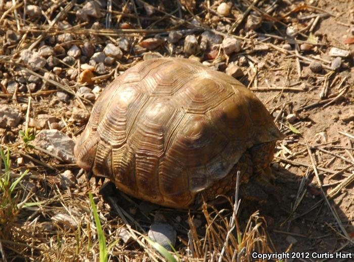 Texas Tortoise (Gopherus berlandieri)