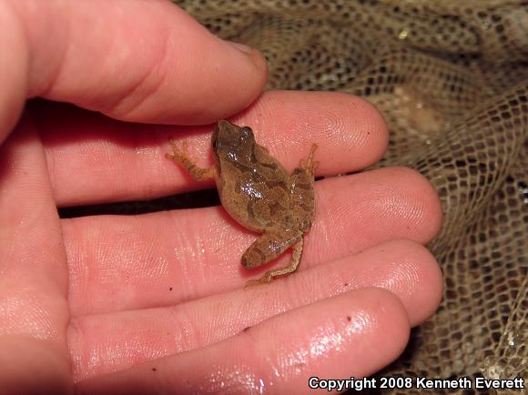 Northern Spring Peeper (Pseudacris crucifer crucifer)