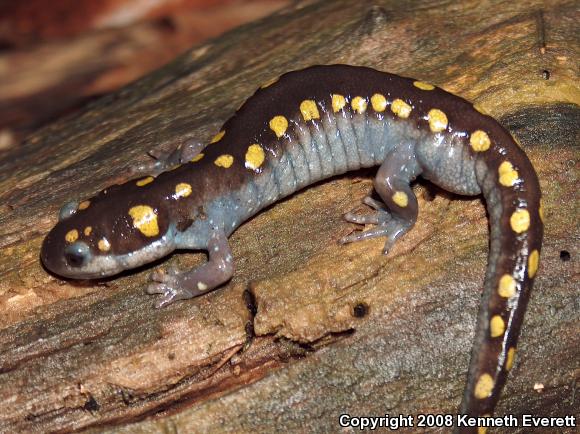 Spotted Salamander (Ambystoma maculatum)