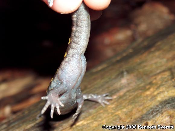 Spotted Salamander (Ambystoma maculatum)