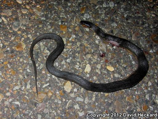 Delta Crayfish Snake (Regina rigida deltae)