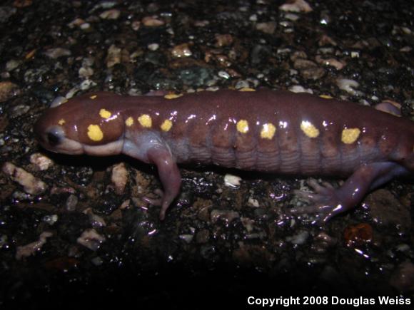 Spotted Salamander (Ambystoma maculatum)