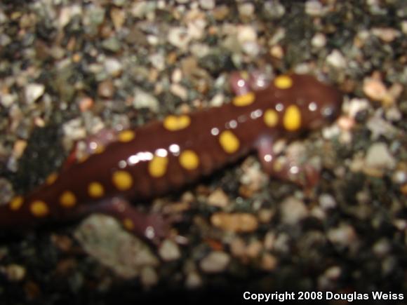 Spotted Salamander (Ambystoma maculatum)