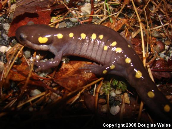 Spotted Salamander (Ambystoma maculatum)