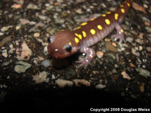 Spotted Salamander (Ambystoma maculatum)