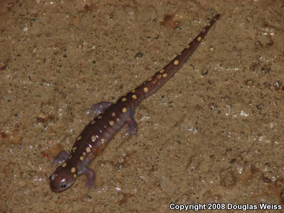 Spotted Salamander (Ambystoma maculatum)