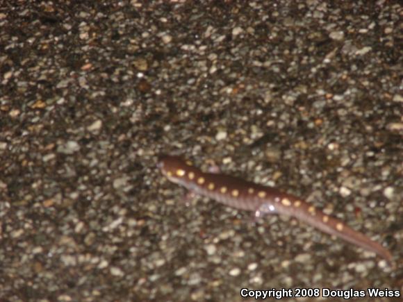 Spotted Salamander (Ambystoma maculatum)