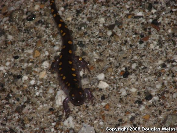 Spotted Salamander (Ambystoma maculatum)